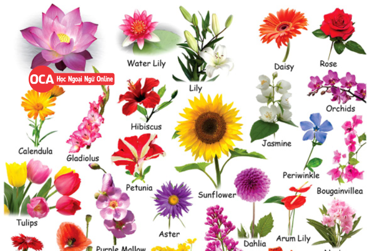 99 hoa đẹp đặc trưng Việt Nam không thể bỏ qua | Saigonflower.vn
