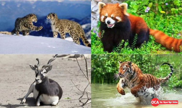 Động vật trong tiếng Nhật là gì